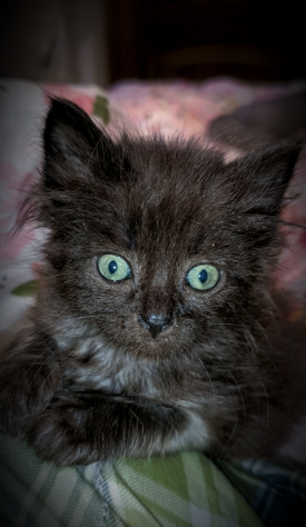 Bellissimi gattini Siberianiani pedigree Enfi - Foto 6