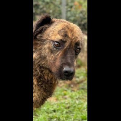 TOBY un mondo da scoprire, CANE IN ADOZIONE - Foto 7
