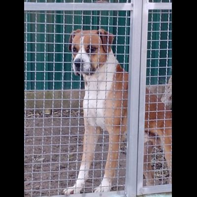 NADIR SIMIL BOXER SOCIEVOLE EDUCATO CANE IN ADOZIONE - Foto 8