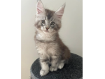 Stupendo Maine Coon gatti
