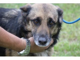 SOPHIA, meravigliosa lupetta cerca casa URGENTE
