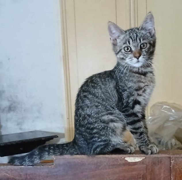 Hari gattina - Foto 3
