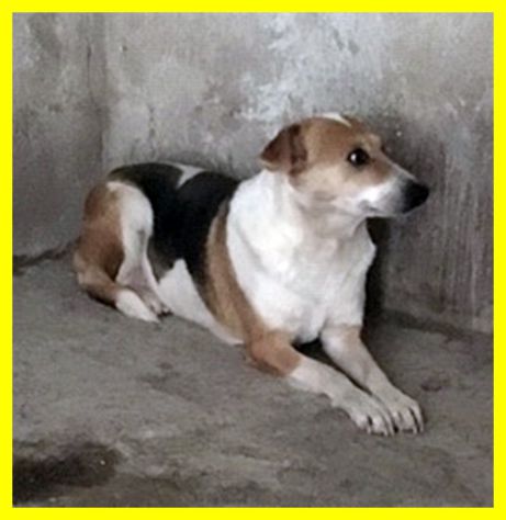 MERYL, CAGNOLINA SPAVENTATA SOLA IN CANILE CERCA CASA - Foto 2