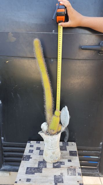 Moka Cactus – Hildewintera Aureispina – Piante Grasse - Foto 5