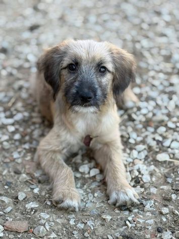 MARLENE, cucciola timidina cerca posto sicuro. TG PICCOLA - Foto 4