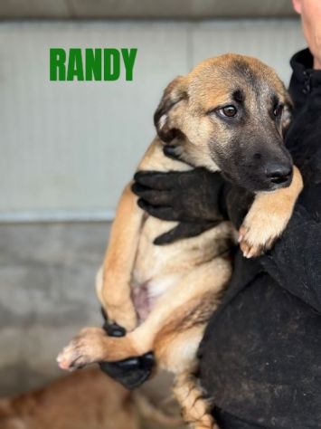 CUCCIOLI IN ADOZIONE taglia media - Foto 4