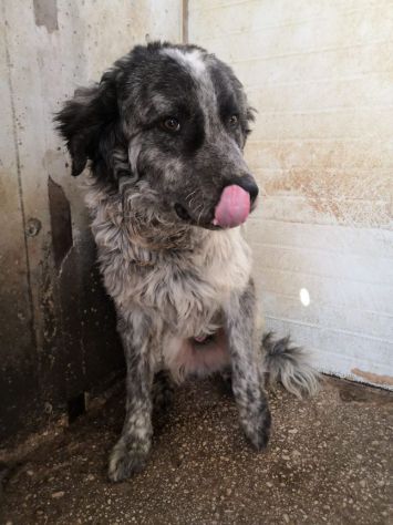 Yali 5anni, mix Setter,3anni in 1lager..salito mesi fa prov PV