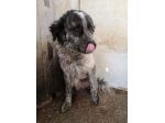 Yali 5anni, mix Setter,3anni in 1lager..salito mesi fa prov PV