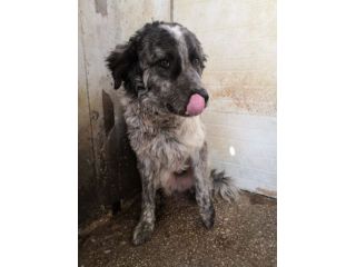 Yali 5anni, mix Setter,3anni in 1lager..salito mesi fa prov PV