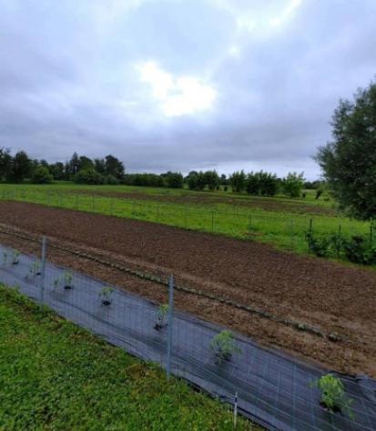 Immobile in asta di 6200 m² in vendita a Azzano Decimo - Foto 13