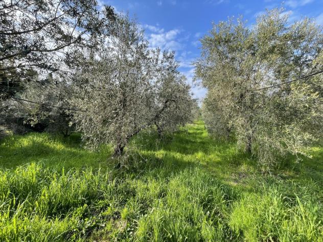 Uliveto in vendita a Casale Marittimo - Foto 18