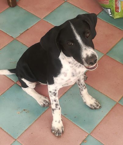 Stupendi cucciolotti in cerca di casa - Foto 3