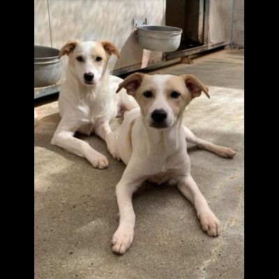 KEVIN, SPIKE, DIDO, TENERISSIMI CUCCIOLI IN ADOZIONE - Foto 5