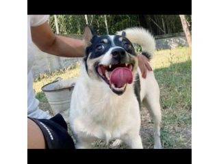 Pouf delizioso cagnolino in adozione taglia piccola