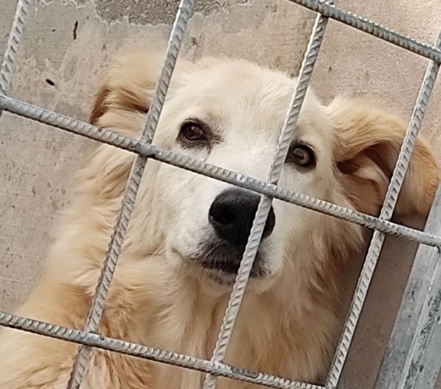 CANE IN ADOZIONE: MIELE, taglia medio contenuta