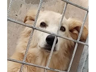 CANE IN ADOZIONE: MIELE, taglia medio contenuta