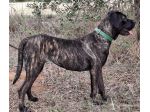 LAILA 2 ANNI CANE CORSO LAILA E’ IN CANILE