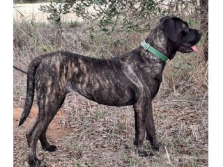 LAILA 2 ANNI CANE CORSO LAILA E’ IN CANILE