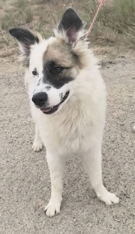 ROCCO un dolcissimo cagnolino in adozione cerca la sua famiglia per sempre - Foto 5