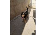 Morris: nonnino pinscherino socievole. Lo cedono
