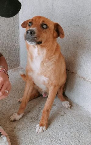 ENZO 12 ANNI 15/16 KG CIRCA CIECO IN CANILE - Foto 3