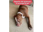 ZOE NON CE LA FA' PIÙ CANE IN ADOZIONE