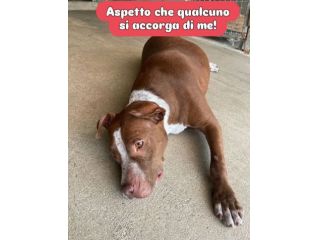 ZOE NON CE LA FA' PIÙ CANE IN ADOZIONE