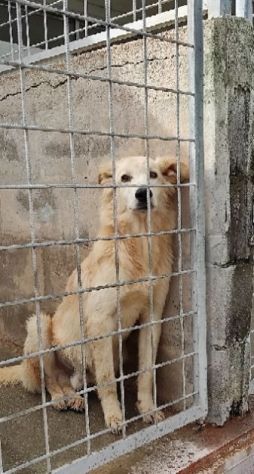 CANE IN ADOZIONE: MIELE, taglia medio contenuta - Foto 2