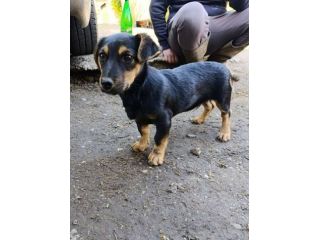 LEO, cucciolo mix BASSOTTO! Adorabile