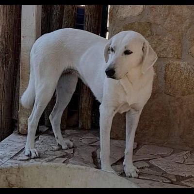 GINEVRA BELLEZZA STREPITOSA CAGNOLINA IN ADOZIONE - Foto 5