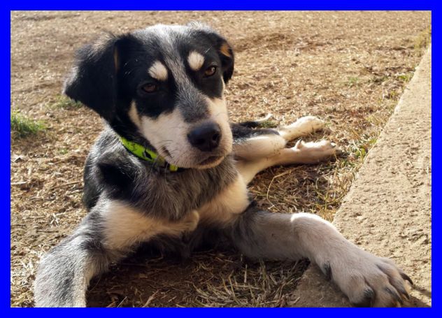 DUMBO, SPLENDIDO CUCCIOLONE CERCA CASA - Foto 3