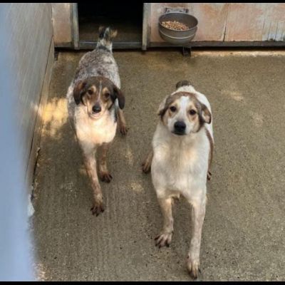 ELVIS E COOKIE CAGNOLINI IN ADOZIONE - Foto 9