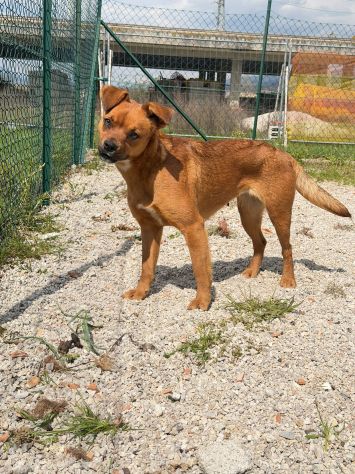 Kira 10 kg di cane in canile - Foto 5