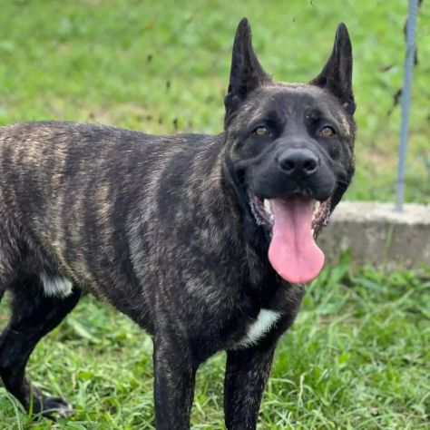 BLACK SALVIAMOLO DAL CANILE CANE IN ADOZIONE