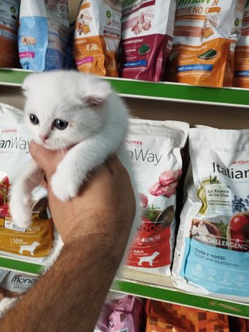 Cuccioli di gattini scottish fold e straight