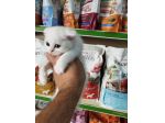 Cuccioli di gattini scottish fold e straight