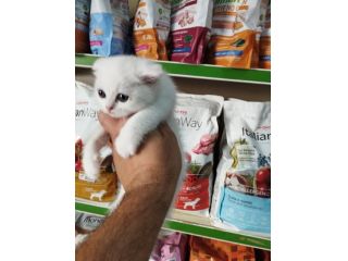 Cuccioli di gattini scottish fold e straight