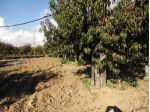 V001464 - VENDESI 2000 MQ DI TERRENO AGRICOLO