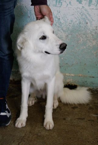 ACHILLE 2 ANNI 20/23 KG - Foto 4