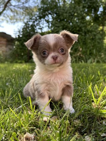 Mini cuccioli chihuahua - Foto 8