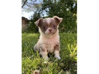 Mini cuccioli chihuahua