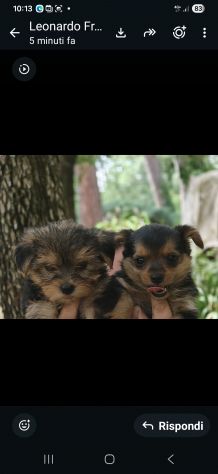 Cucciole di Yorkshire Terrier - Foto 4
