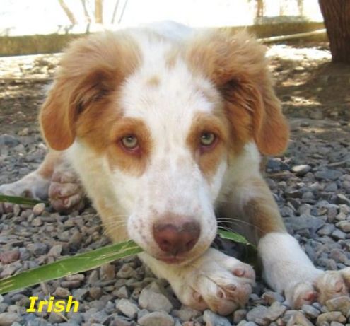 BRANDY, COGNAC, GIN e IRISH .... 4 meraviglie pelose - Foto 4