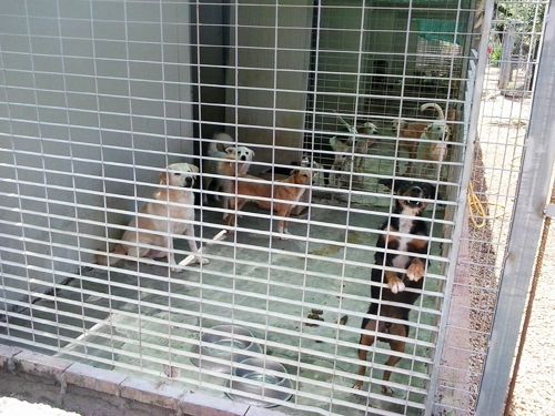 VASCO, splendido mix labrador in gabbia - Foto 4