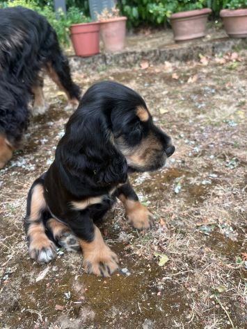 VENDITA CUCCIOLI COCKER SPANIEL INGLESE - Foto 4
