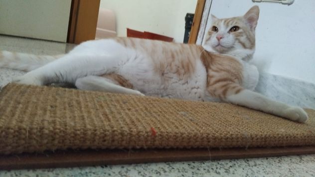 CAMILLO, micio adorabile, rosso e bianco - Foto 2