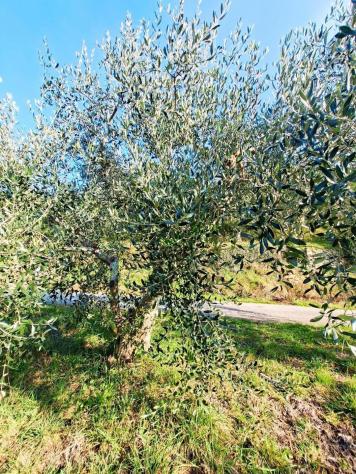 Terreno edif. residenziale in vendita a Buti 5300 mq Rif: 1411798 - Foto 9