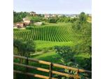 La Vigna di Sarah di dei Tos Sarah