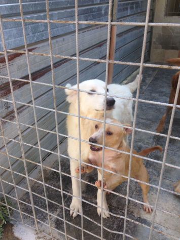 Ghibli cucciolone maremmano da sempre in canile - Foto 3