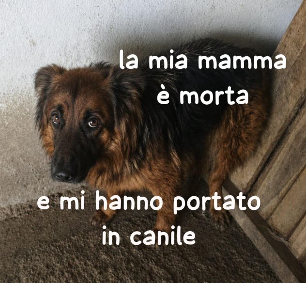 EMILY PASTORE TEDESCO PELO LUNGO HA SOLO 4 ANNI - Foto 4